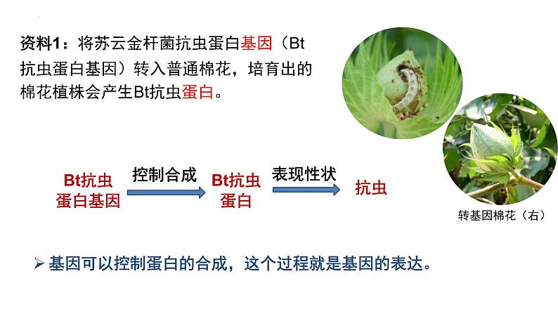 4.1基因指导蛋白质的合成--高一下学期生物人教版必修2第1页