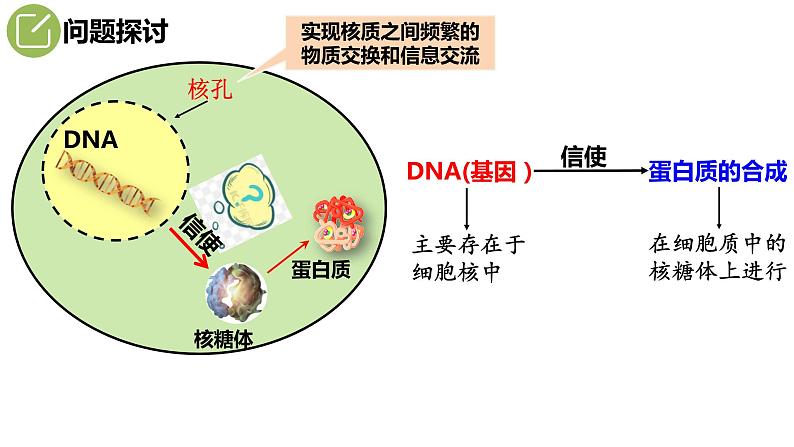 4.1基因指导蛋白质的合成--高一下学期生物人教版必修2第3页