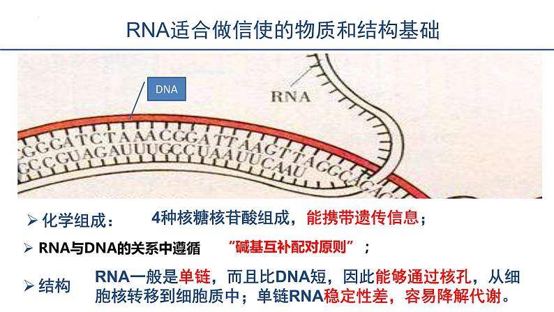 4.1基因指导蛋白质的合成--高一下学期生物人教版必修2第6页