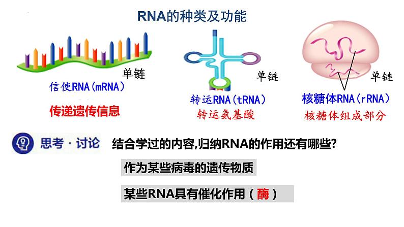 4.1基因指导蛋白质的合成--高一下学期生物人教版必修2第8页