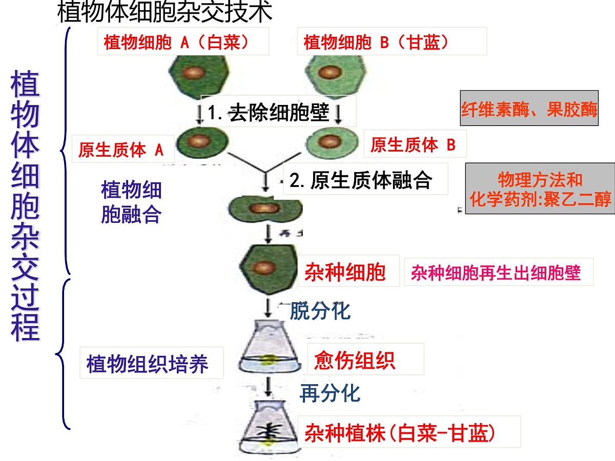 2.2.2动物细胞融合和单克隆抗体课件--高二下学期生物人教版选修3第5页