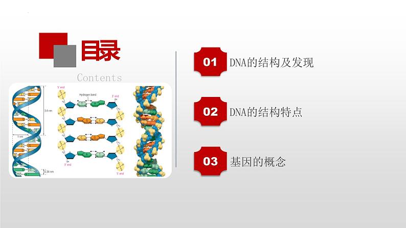 高三生物一轮复习课件：第20讲  DNA分子的结构及基因的概念03