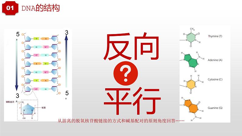 高三生物一轮复习课件：第20讲  DNA分子的结构及基因的概念05