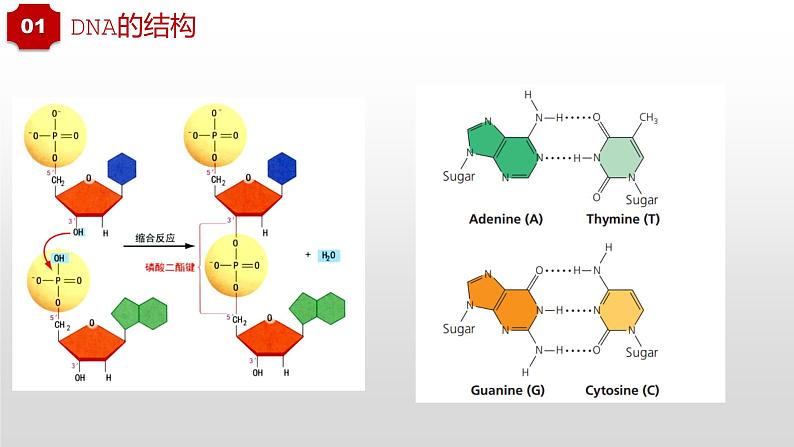 高三生物一轮复习课件：第20讲  DNA分子的结构及基因的概念06