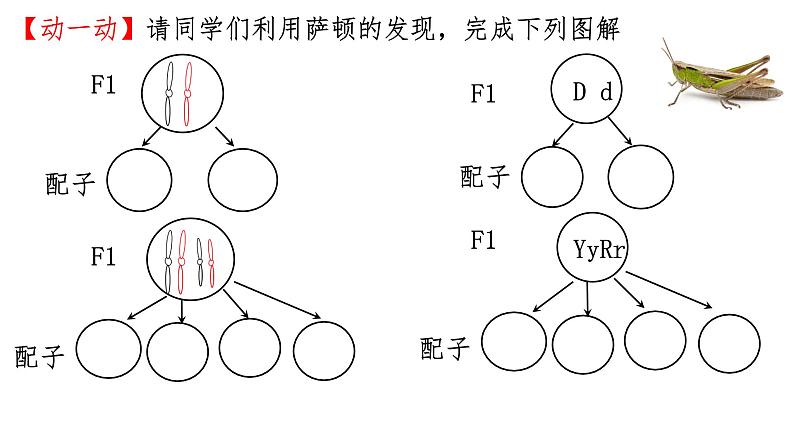 2.2基因在染色体上--高一下学期生物人教版必修2第6页