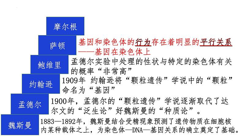 2.2基因在染色体上--高一下学期生物人教版必修2第8页