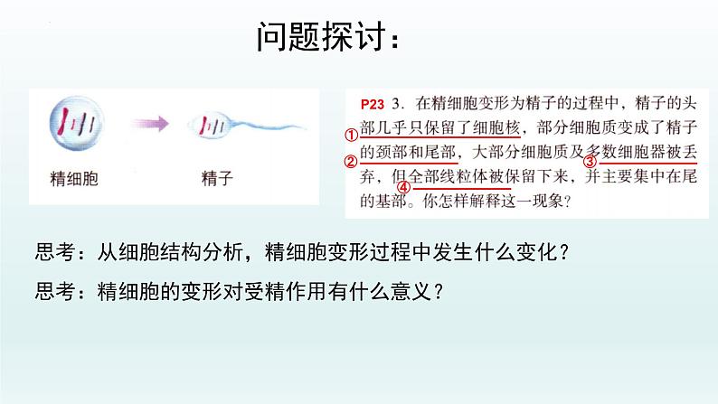 2.1  减数分裂和受精作用（第四课时）课件--高一下学期生物人教版必修2第3页