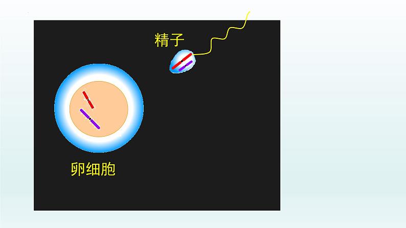 2.1  减数分裂和受精作用（第四课时）课件--高一下学期生物人教版必修2第6页