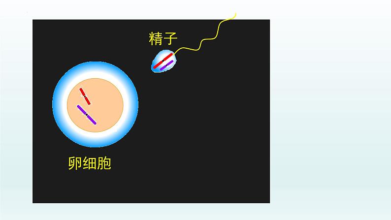 2.1  减数分裂和受精作用（第四课时）课件--高一下学期生物人教版必修2第7页