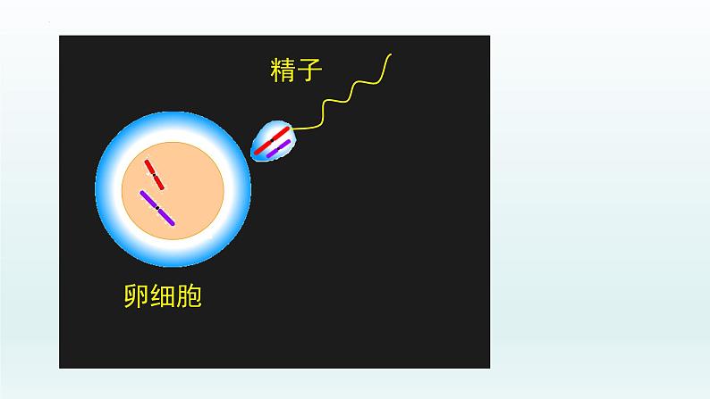 2.1  减数分裂和受精作用（第四课时）课件--高一下学期生物人教版必修2第8页