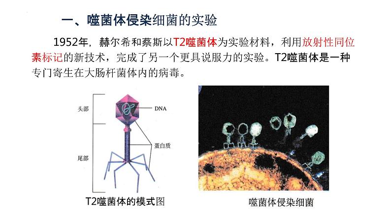 3.1DNA是主要的遗传物质（2）课件--高一下学期生物人教版必修203