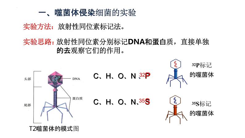 3.1DNA是主要的遗传物质（2）课件--高一下学期生物人教版必修204