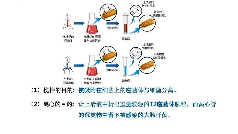 3.1DNA是主要的遗传物质（2）课件--高一下学期生物人教版必修208