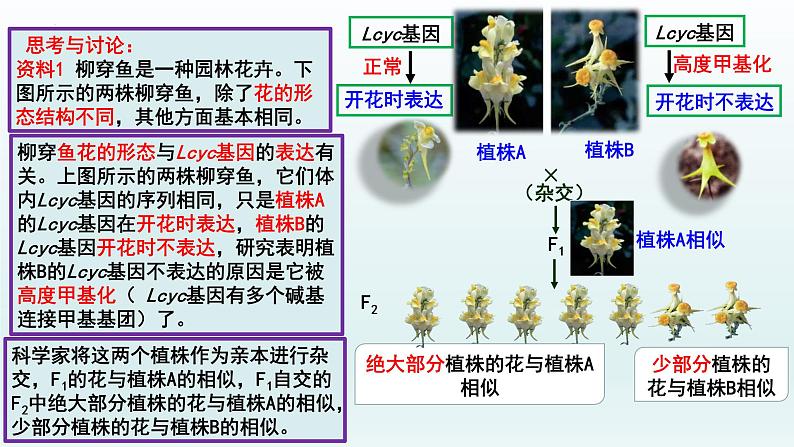 4.2基因表达与性状的关系（第2课时）课件--高一下学期生物人教版必修2第3页