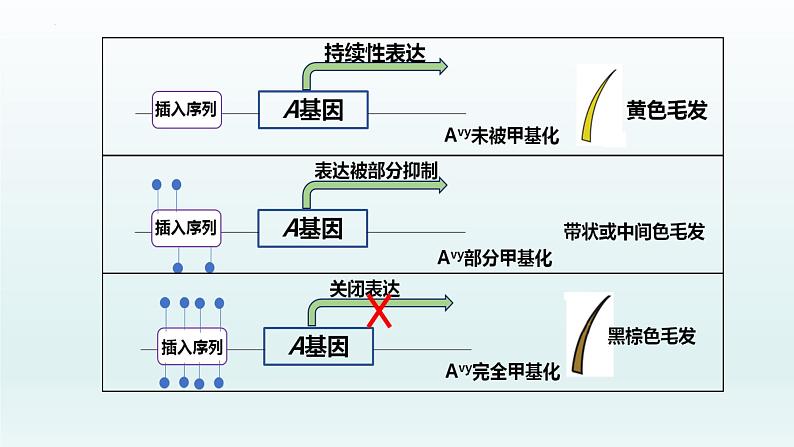 4.2基因表达与性状的关系（第2课时）课件--高一下学期生物人教版必修2第5页