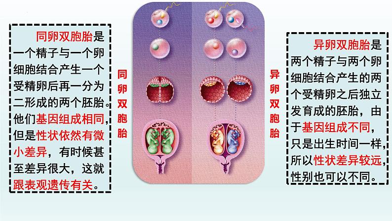 4.2基因表达与性状的关系（第2课时）课件--高一下学期生物人教版必修2第8页