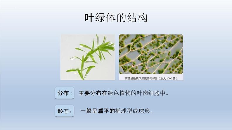 5.4光合作用与能量转化（第二课时）--高一上学期生物人教版必修1第8页