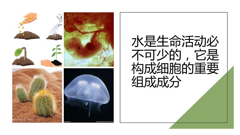 2.2细胞中的无机物--高一上学期生物人教版必修1 课件05