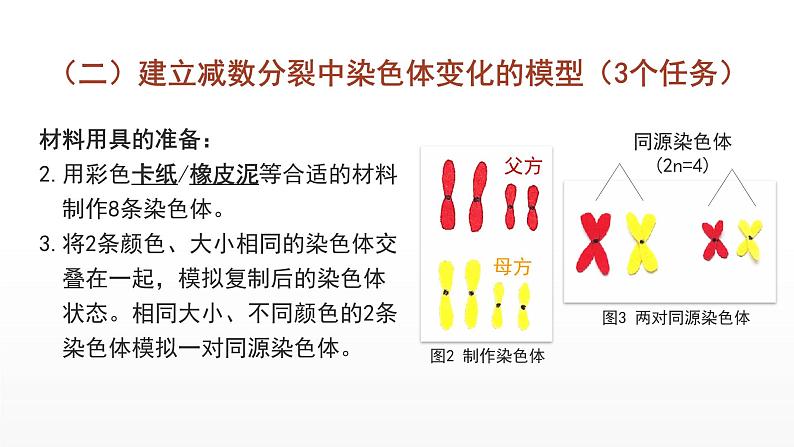 2.1  减数分裂和受精作用（第三课时）课件--高一下学期生物人教版必修2第5页