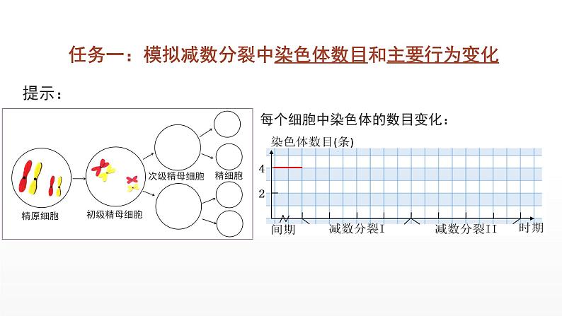 2.1  减数分裂和受精作用（第三课时）课件--高一下学期生物人教版必修2第6页