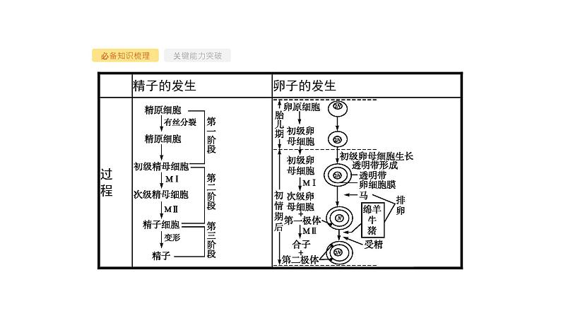 高考生物一轮复习第38讲胚胎工程及生物技术的安全性和伦理问题课件第4页