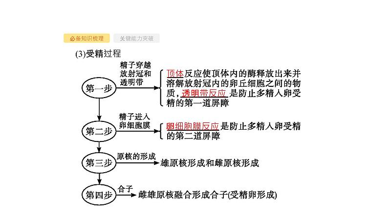 高考生物一轮复习第38讲胚胎工程及生物技术的安全性和伦理问题课件第7页