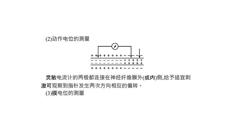 高考生物一轮复习微专题5神经调节的研究方法及实验探究课件03