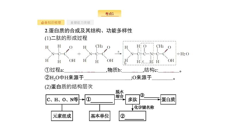 高考生物一轮复习第3讲生命活动的主要承担者蛋白质课件第4页