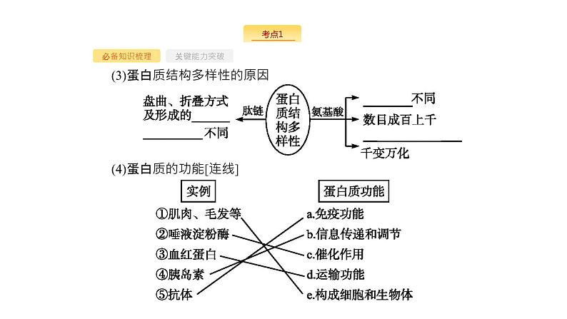 高考生物一轮复习第3讲生命活动的主要承担者蛋白质课件第5页