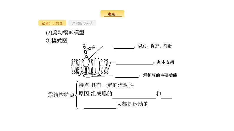高考生物一轮复习第5讲细胞膜和细胞核（含生物膜的流动镶嵌模型）课件第6页