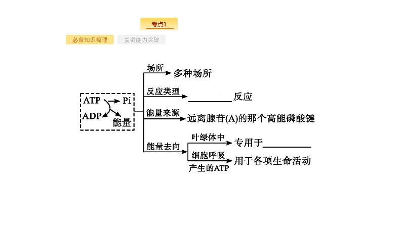 高考生物一轮复习第9讲atp与细胞呼吸课件05