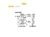 高考生物一轮复习第16讲dna分子的结构、复制与基因的本质课件