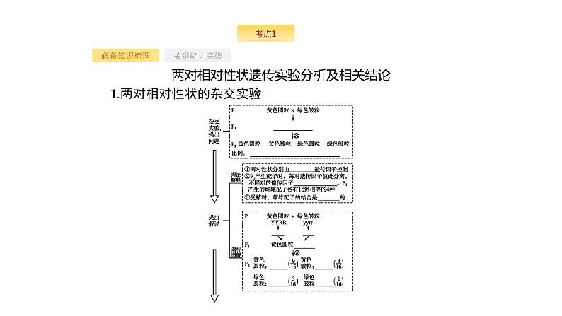 高考生物一轮复习第19讲孟德尔的豌豆杂交实验（二）课件03