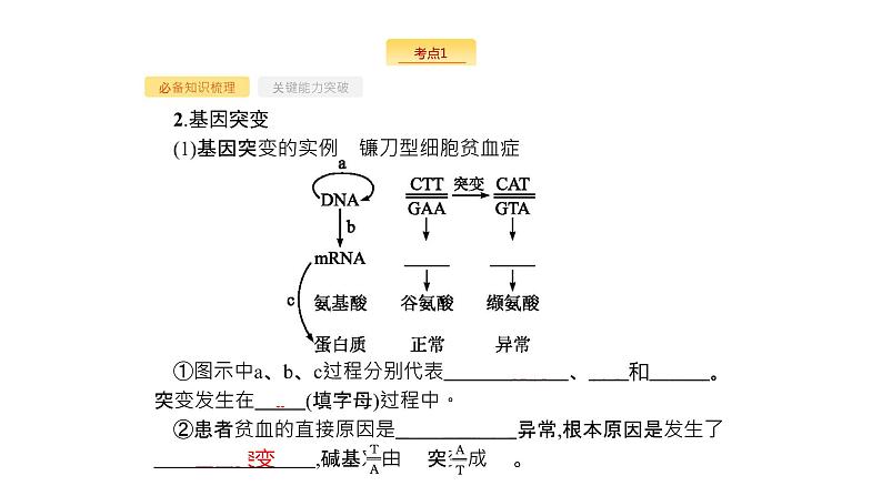 高考生物一轮复习第21讲基因突变和基因重组课件第5页