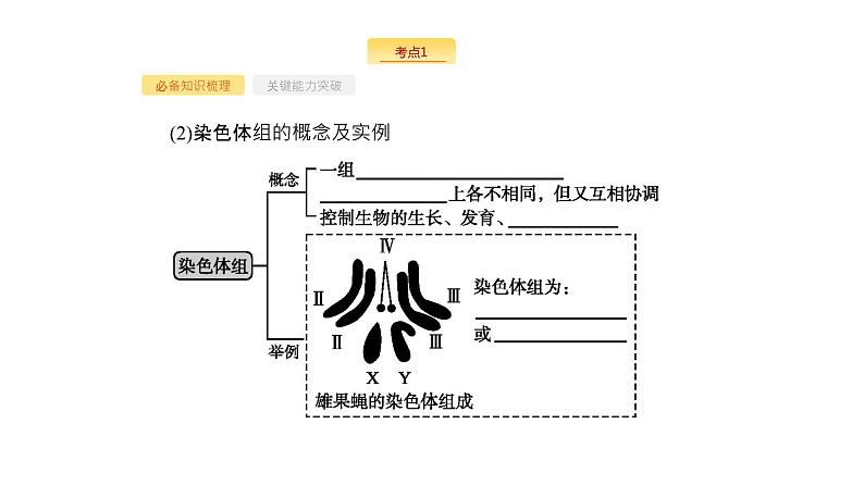高考生物一轮复习第22讲染色体变异课件第5页