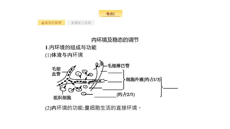 高考生物一轮复习第25讲人体的内环境稳态及实例课件第4页