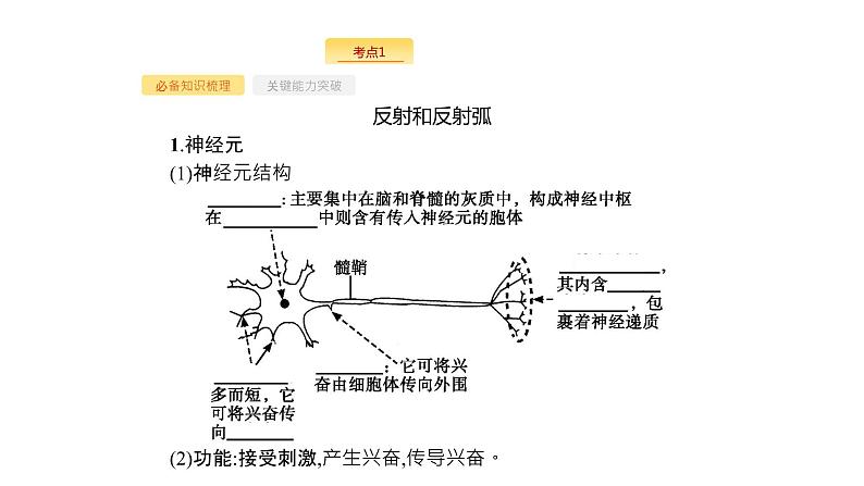 高考生物一轮复习第26讲通过神经系统的调节课件03