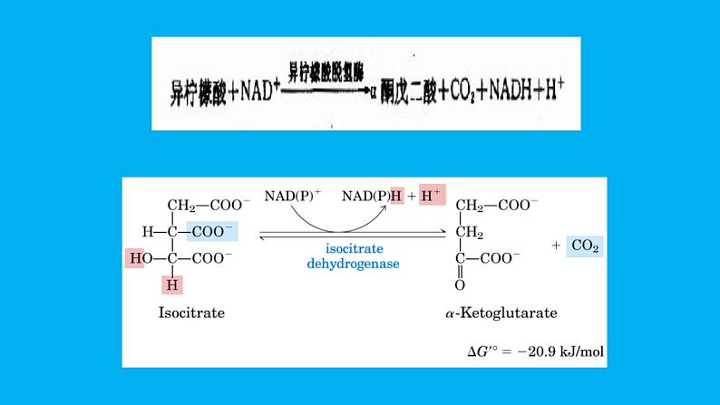 高中生物竞赛磷酸戊糖途径课件第4页