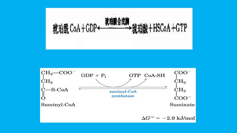 高中生物竞赛磷酸戊糖途径课件第5页