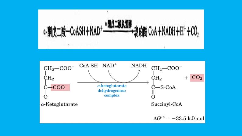 高中生物竞赛磷酸戊糖途径课件第6页