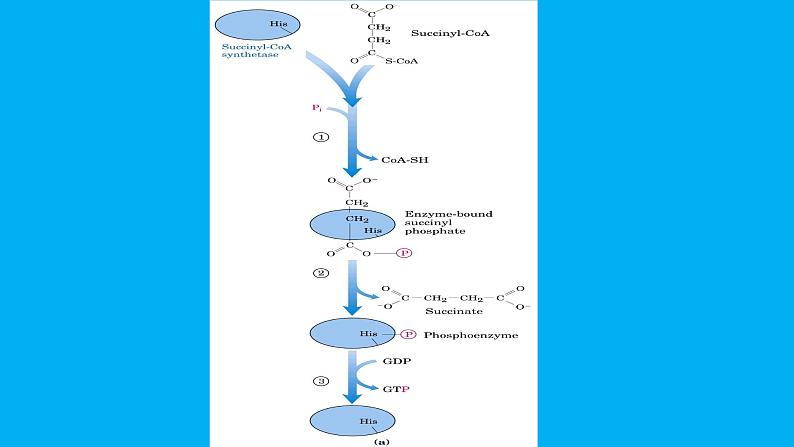 高中生物竞赛磷酸戊糖途径课件第7页