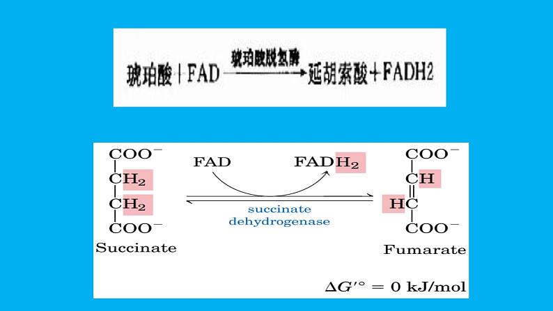 高中生物竞赛磷酸戊糖途径课件第8页