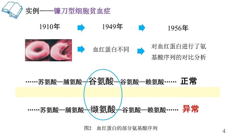 5.1基因突变和基因重组（第1课时）课件--高一下学期生物人教版必修2第4页