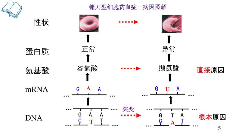 5.1基因突变和基因重组（第1课时）课件--高一下学期生物人教版必修2第5页