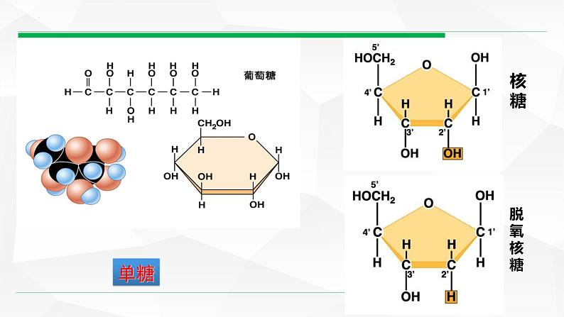 2.3 细胞中的糖类和脂质课件--高一上学期生物人教版（2019）必修105