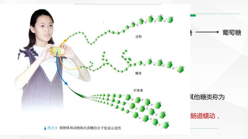 2.3 细胞中的糖类和脂质课件--高一上学期生物人教版（2019）必修107