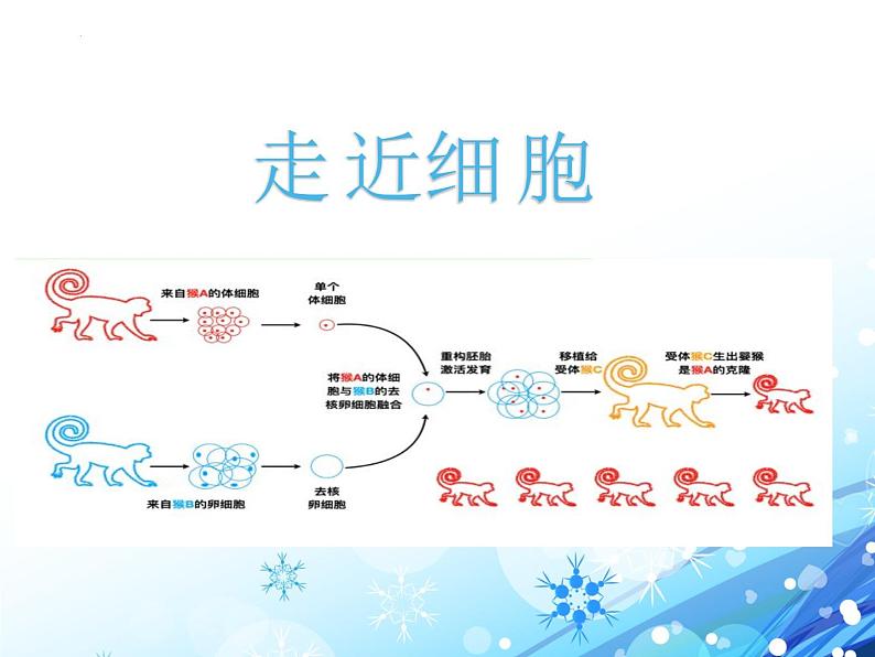 1.1细胞是生命活动的基本单位课件--高一上学期生物人教版（2019）必修104