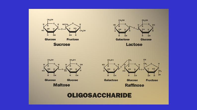 高中生物竞赛：糖代谢课件第7页