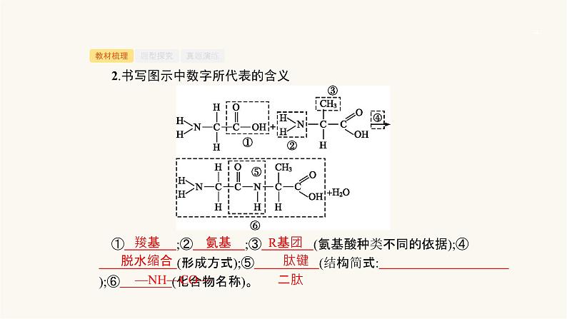 高考生物一轮复习第2讲蛋白质及有机物的检测课件第4页