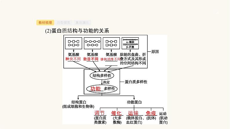高考生物一轮复习第2讲蛋白质及有机物的检测课件第6页